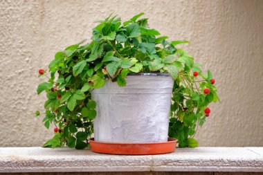 Yeşil yapraklı saksı ve manzara tasarımı için böğürtlen. Çilek çalısı ve metal saksıda kırmızı böğürtlen.
