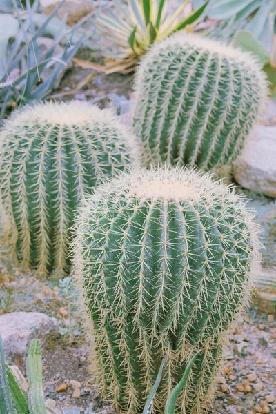 Kaktuszok Egy Üvegházban Nőnek Kaktusz Echinocactus Grusonii — Stock Fotó