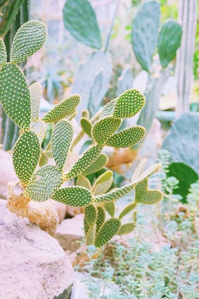 Cactus Crescono Serra Microdasys Cactus — Foto Stock