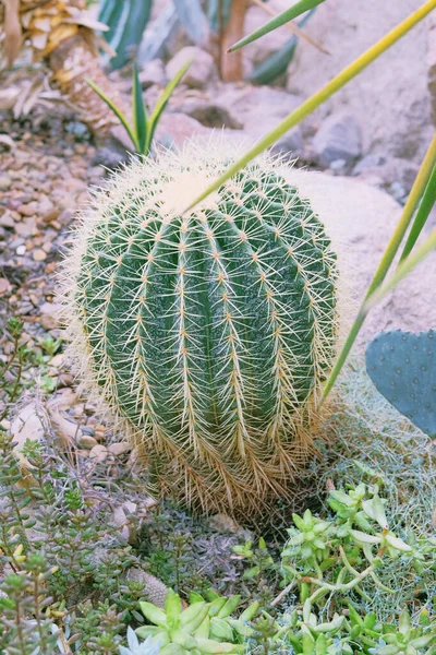 Cactus Crescono Serra Cactus Echinocactus Grusonii — Foto Stock