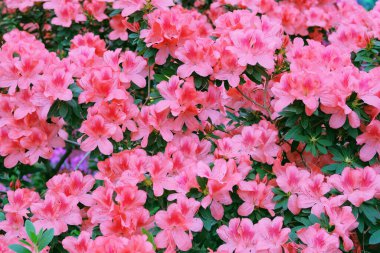 Botanik bahçesinde aczalea çiçek açar. Serada çeşitli açelyaların çiçek açması. Renkli açelyalar açıyor.