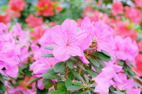 Фестиваль Азалии Азалии Весной Розовые Цветы Цветущие Розовые Азалии Закрываются — стоковое фото