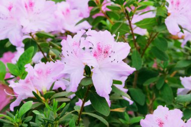 Azalea festival. Azaleas in springtime. Blooming pink azalea flowers close-up in a botanical garden. 