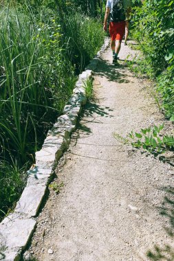 Doğada yürüyen bir turist. Yeşil park boyunca seyahat eden yaz manzaraları. Yürüyüşte yürüyüş yolu. 