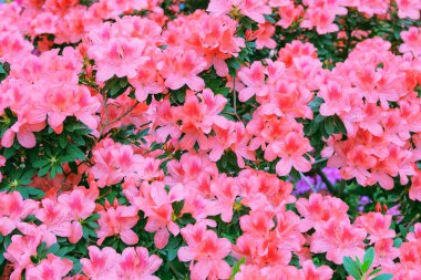 Azalea festivali. İlkbaharda açelyalar. Botanik bahçesinde çiçek açan pembe açelya çiçekleri..