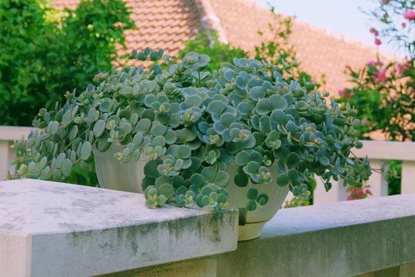 Πυκνά Φυτά Γλάστρα Στέκονται Στα Σκαλοπάτια Στην Είσοδο Του Σπιτιού — Φωτογραφία Αρχείου