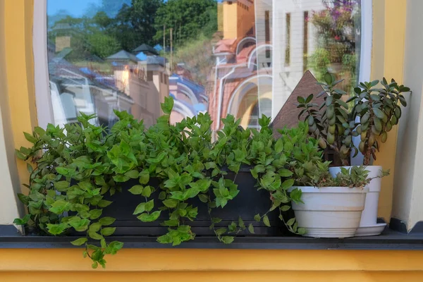 Пейзаж Дизайн Городе Горшки Цветами Растениями Стоят Окна Входа Дом — стоковое фото