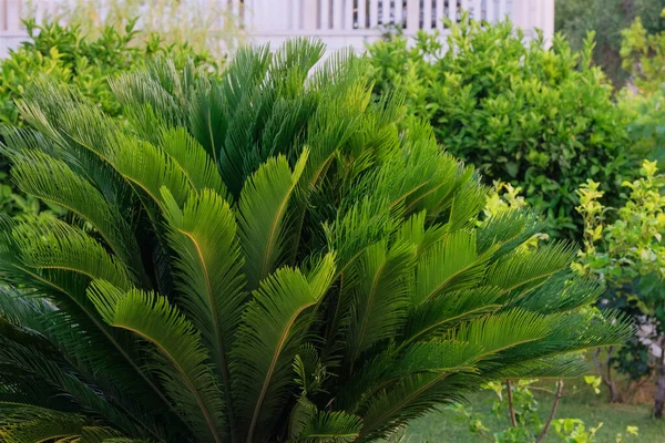 Cycas Revoluta 海滨的绿色棕榈树 艳阳天 翠绿的棕榈叶闪烁着光芒 阳光明媚的海滨休息 度假和旅游 — 图库照片