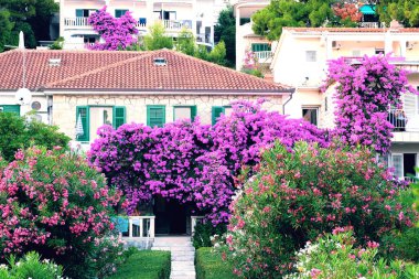 Bougainvillea çalılığı Hırvatistan kıyısındaki konut binalarının yanında yetişir. Seyahatte yaz manzaraları. 