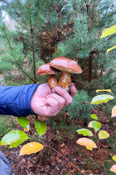手里拿着森林蘑菇在秋天的森林里采摘蘑菇秋季假期的性质 — 图库照片