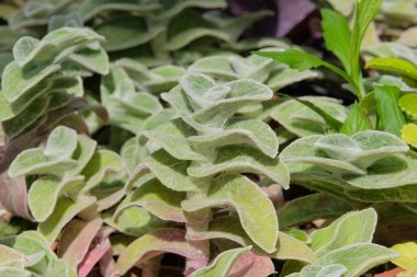 Çiçek. Tradescantia sillamontana ılıman bölgelerde yetişir. Dükkanda satılan tropik bitkiler. İçerideki bitki.. 