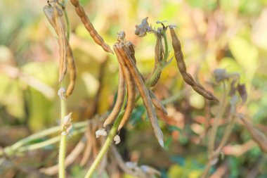 Vigna mungo tohumu başı güneşli bir günde çayırda. Bahçıvanlıktaki siyah kibrit fabrikası. Çiftçilikte organik bitki. Darbe ekini.