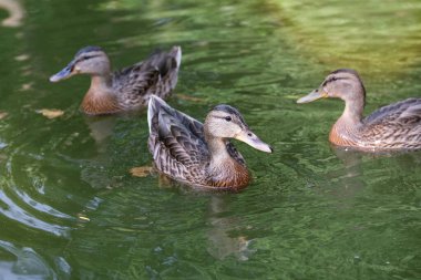 Yaz günü. Ördekler gölette yüzüyor. Su kuşu..