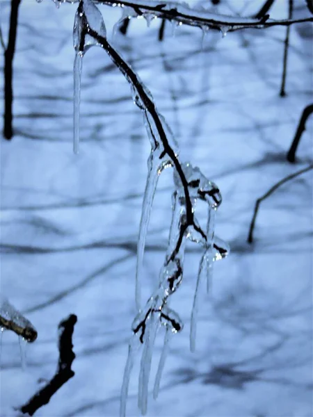 Gelo Galho Sobre Neve — Fotografia de Stock