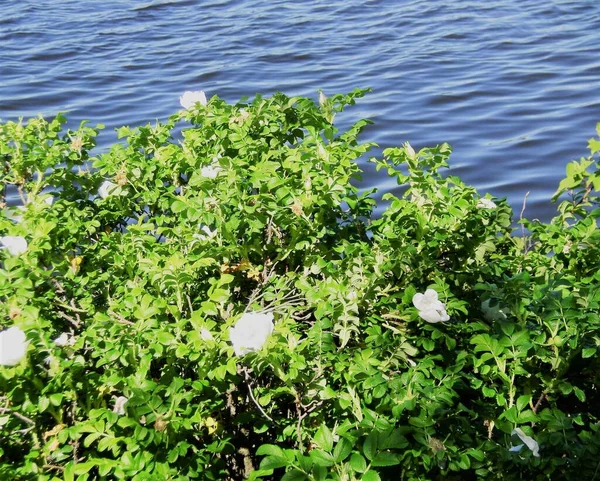 Blühende Büsche Mit Wildrosen Der Küste Finnlands — Stockfoto