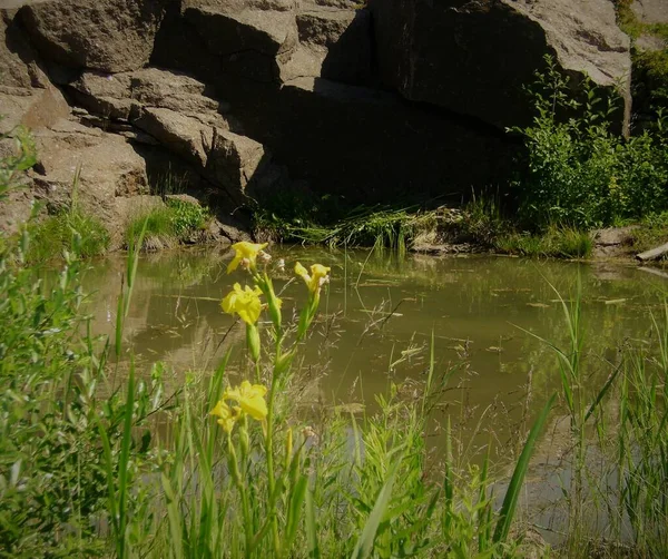 Iris Blommor Stenar Hav Kotka Finland — Stockfoto