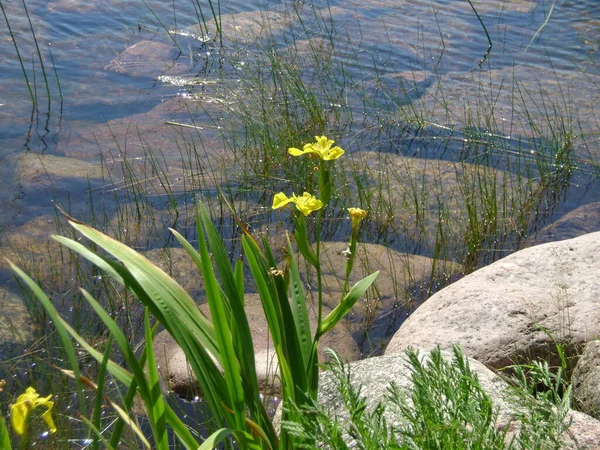 Gelbe Irisblüten Steine Meer Kotka Finnland — Stockfoto