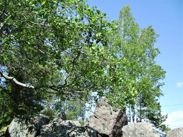 Pedras Árvores Costa Mar Finlândia — Fotografia de Stock
