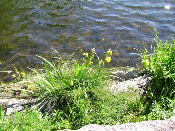 Gelbe Iris Und Teichwasser — Stockfoto