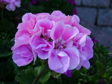 Bahçede pembe sardunya çiçeği