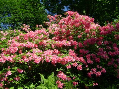Finlandiya 'da yaz parkında çiçek açan ağaçlar