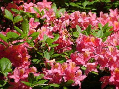 Pembe çiçeklerle açan rhododendron