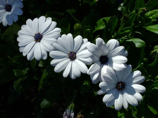 Vista Las Flores Blancas Parque Verano — Foto de Stock