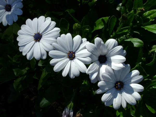 Vue Des Fleurs Blanches Dans Parc Été — Photo