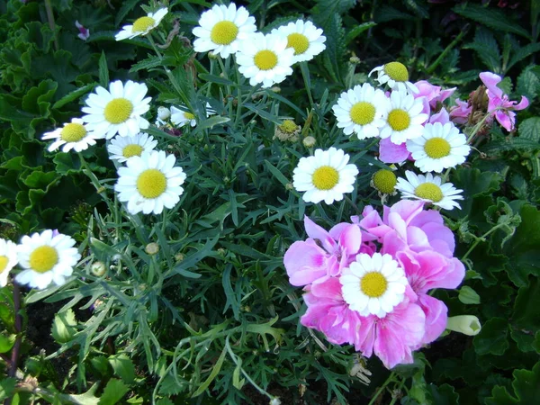 Margaridas Brancas Brilhantes Flores Rosa — Fotografia de Stock
