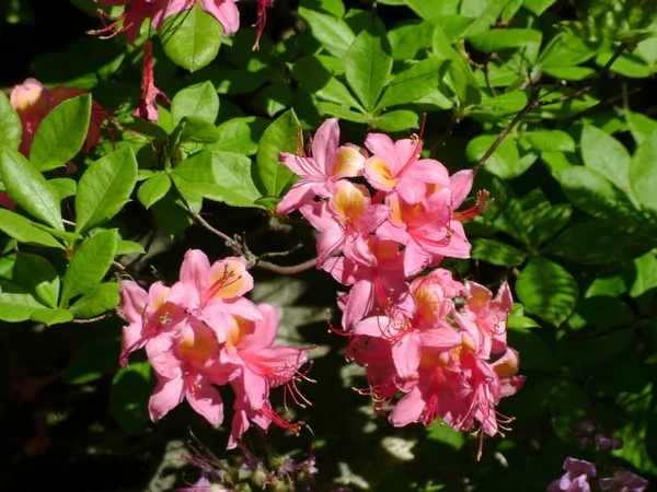 Vista Macro Flor Rosa Rododendro — Fotografia de Stock