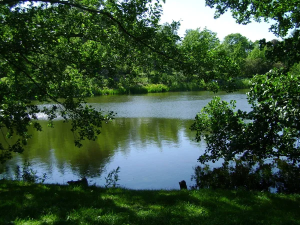 フィンランド コッカの夏の公園の池の穏やかな表面 — ストック写真