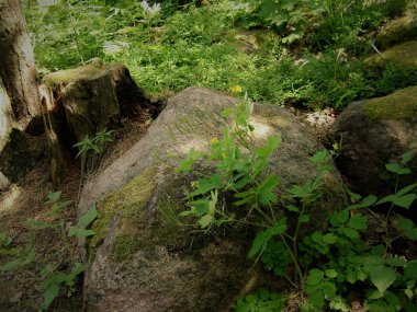 Ormanda yosunlu taşlar, çalılar