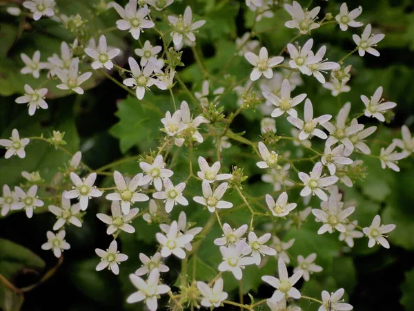 Ramo Flores Brancas Jardim — Fotografia de Stock
