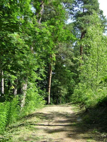 Carretera Bosque Finlandés Verde — Foto de Stock