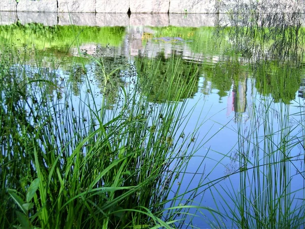 Grüne Pflanzen Und Reflexion Teich — Stockfoto