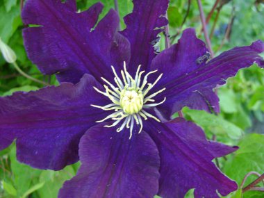 Yaz parkında parlak mor çiçek