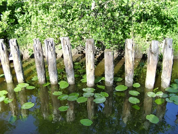 Holzzaun Wasserpflanzen Fluss — Stockfoto