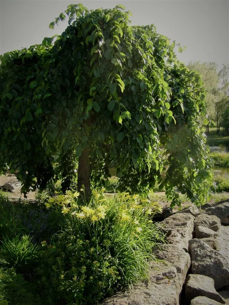 Groene Bomen Gele Bloemen Het Park — Stockfoto