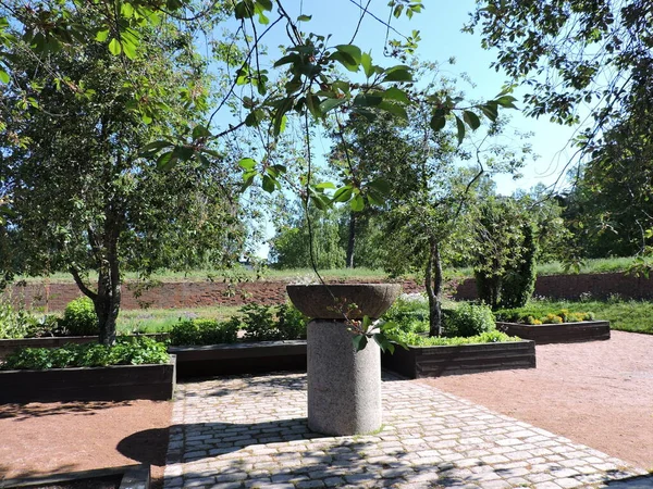 Cerejeira Flores Vaso Jardim Kotka Finlândia — Fotografia de Stock