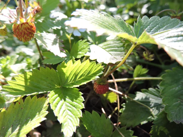 野草莓的绿叶和红莓景观 — 图库照片