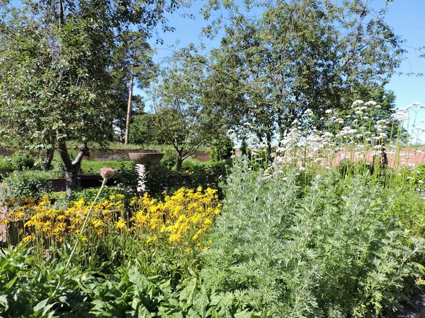 Jardin Herbes Aromatiques Avec Fleurs Arbres Kotka Finlande — Photo