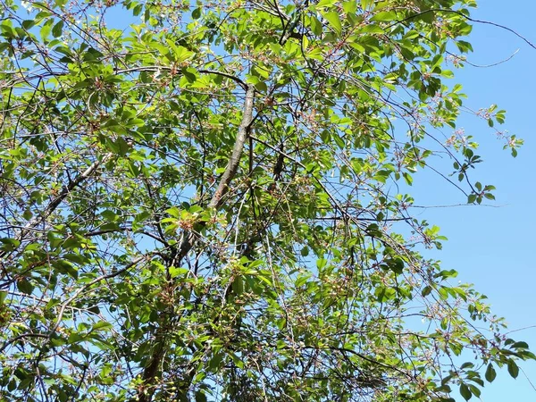芬兰科特卡的夏树 绿叶蓝天 — 图库照片