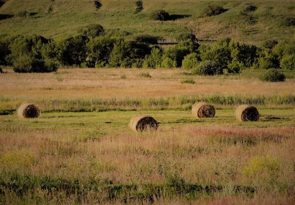 August Feld Und Bäume Wald — Stockfoto