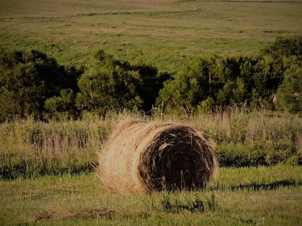 フィールド上の緑の木 丘や干し草のベール — ストック写真