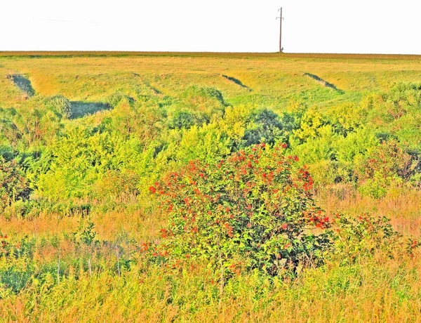 Bushes Elderberry Zöld Dombok Augusztusban — Stock Fotó