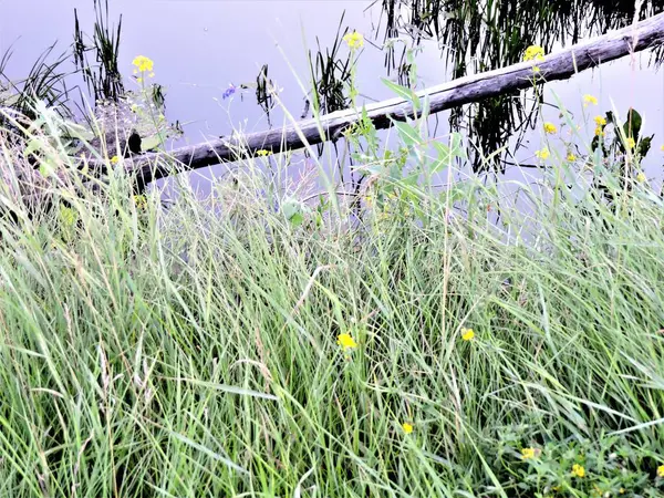 Gelbe Blumen Gras Und Baumstamm Fluss — Stockfoto