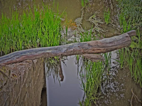 Baumstamm Über Dem Fluss Und Spiegelung — Stockfoto