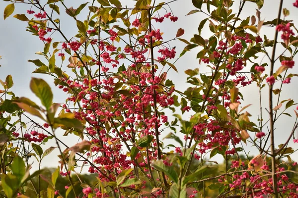 Spindle bush red tree german garden in autumn — Stock Photo, Image