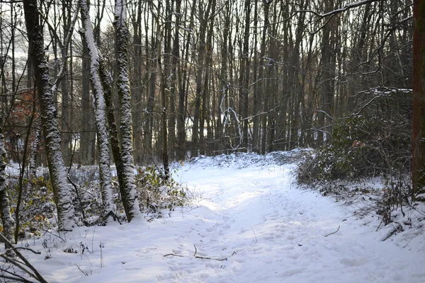 Nieve invierno bosque navidad invierno maravilla puesta del sol — Foto de Stock