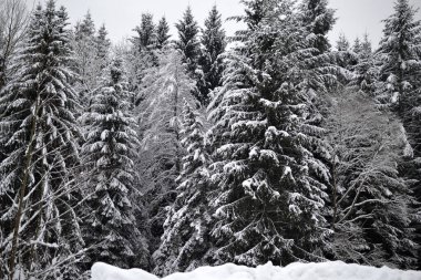 Karlı kış ormanı Noel kış harikalar diyarı günbatımı